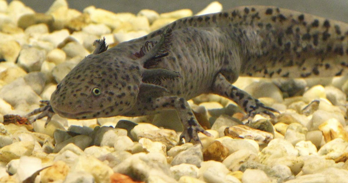 Estude bóias esperam para axolotls raros