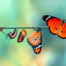 Secretes da revelação: o poder transformador da terapia