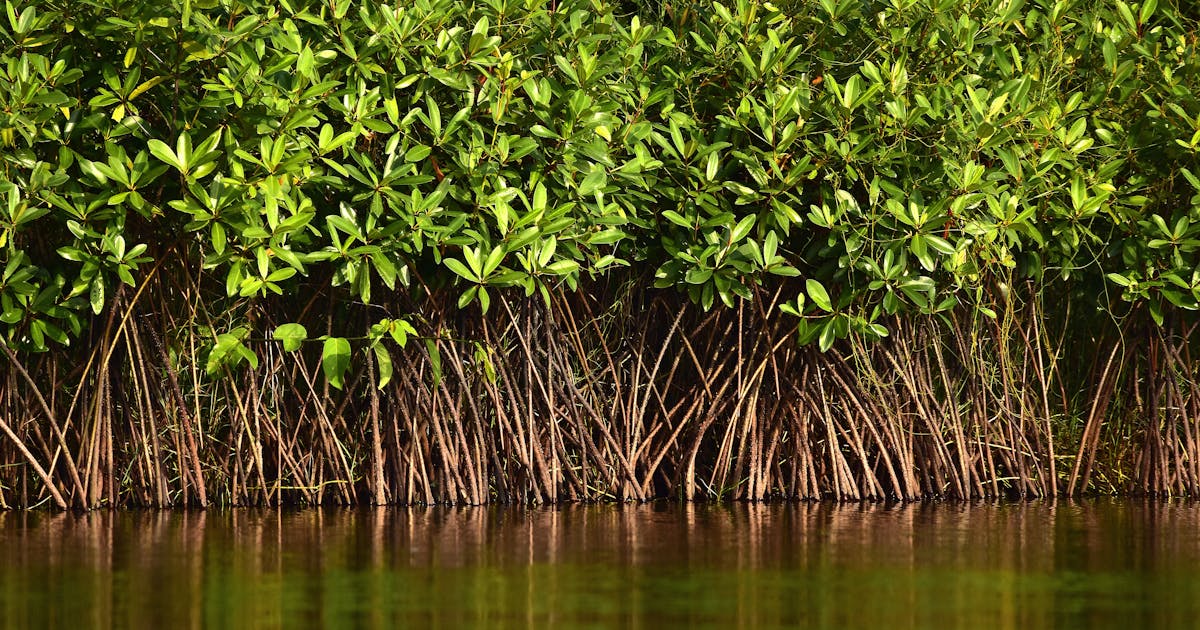 Um aliado do clima precisa de apoio – mas a que custo?