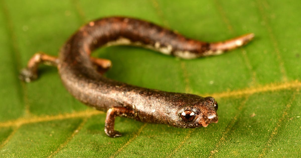 O que diabos é ‘Edna’?