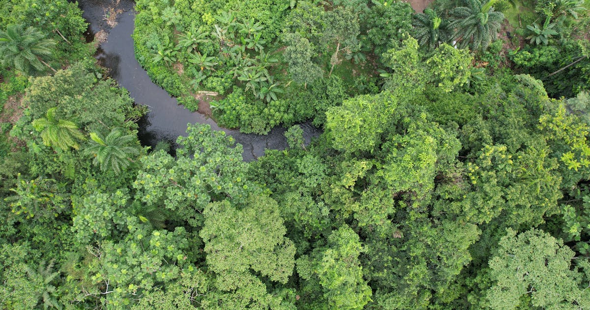 Cure nosso planeta: protegendo a natureza para o clima