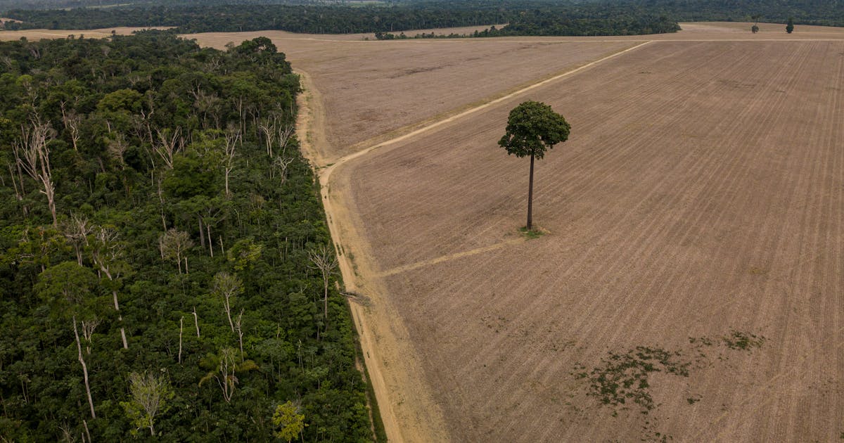 Sem a natureza, não há caminho para um futuro seguro ao clima