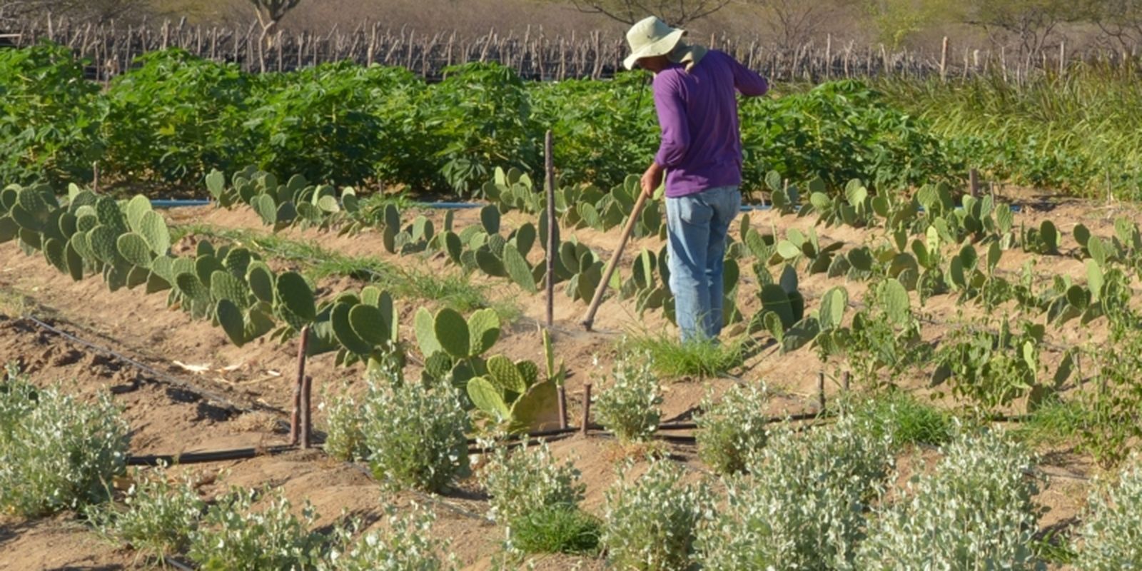 Rendimento de trabalhador rural sobe 5,5% no 1º trimestre