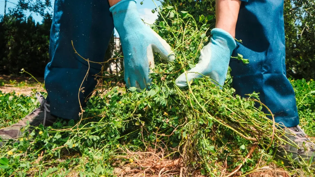 Como bater as ervas daninhas em uma paisagem sem plantio