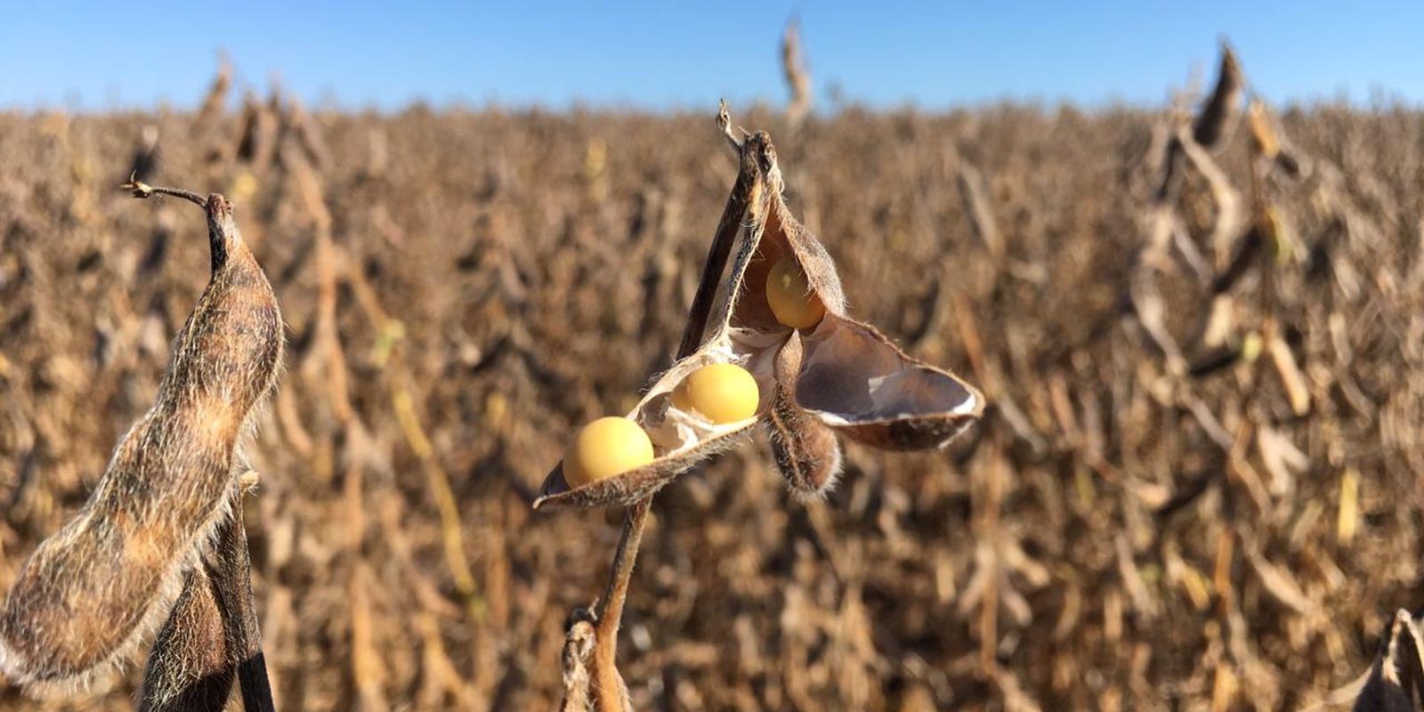 Justiça suspende decisão do Cade sobre Moratória da Soja