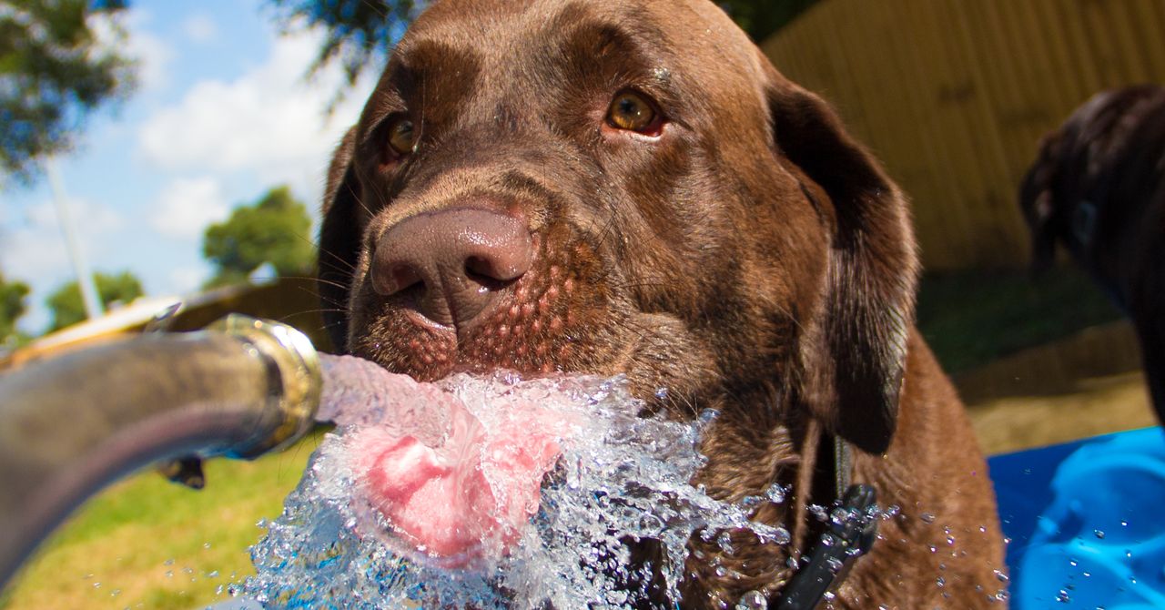 O que é sede? | Conectado