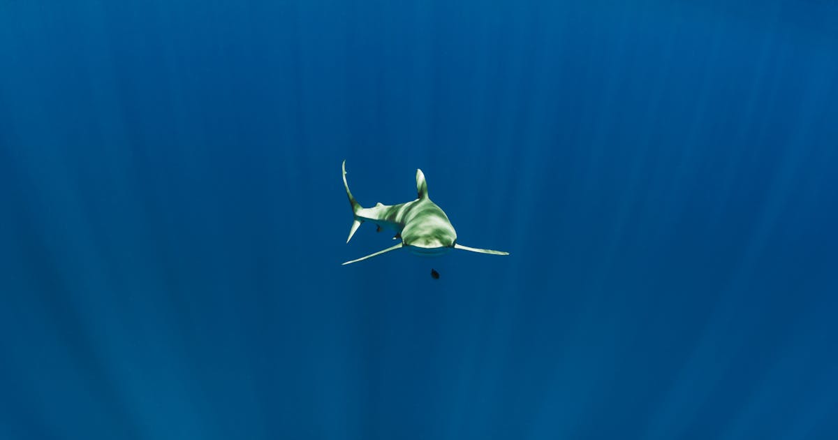 5 coisas que você não sabia que os tubarões fazem por você