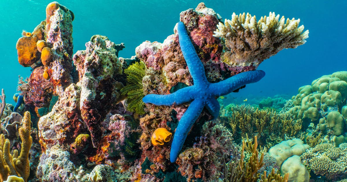 O que diabos é ‘branqueamento de coral’?