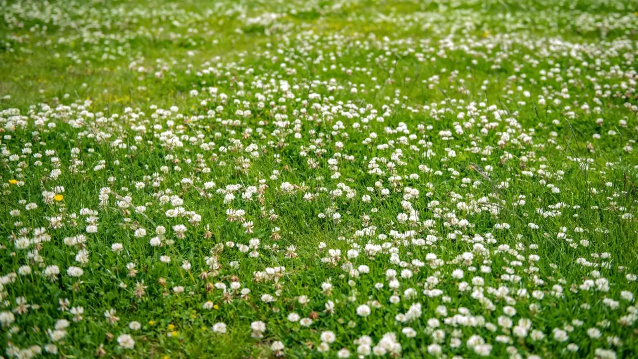 9 culturas de cobertura de alimentação do solo para plantar em setembro