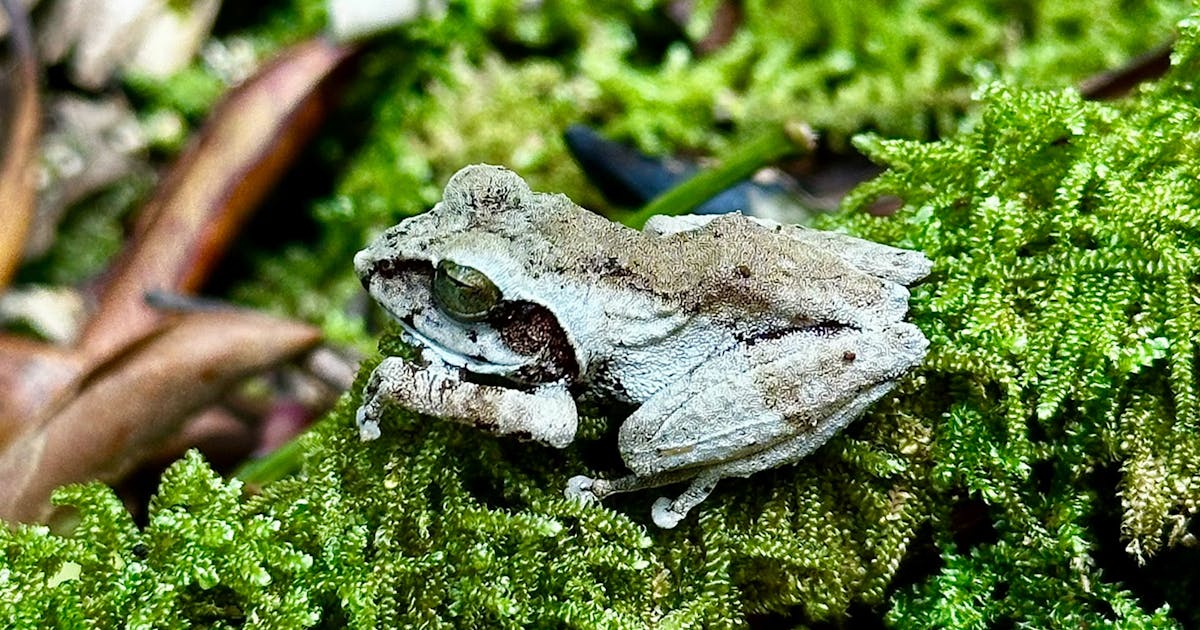 Câmeras espontâneas captam um vislumbre de vida selvagem rara