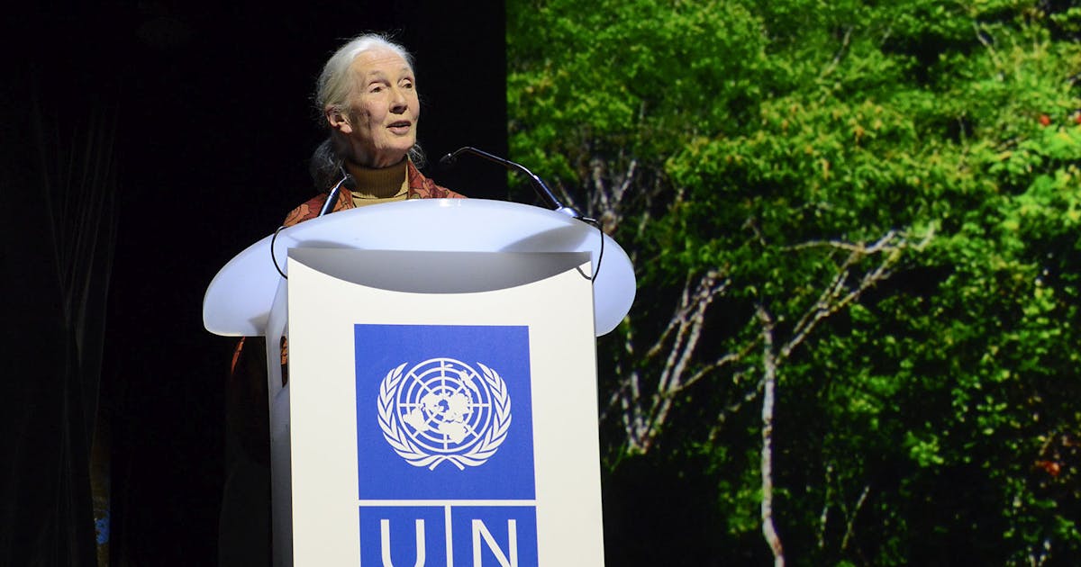 Conservation World lamenta Jane Goodall