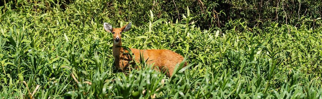 Patrimônio da UNESCO, Pantanal é tema de exposição inédita em Nova York