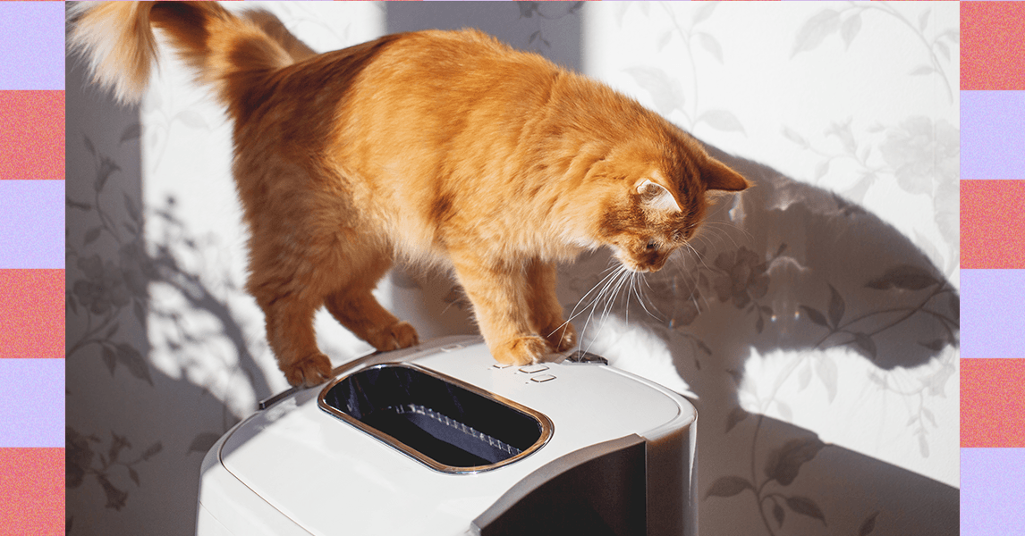 Como gerenciar alergias a gatos – especialistas avaliam (2025)