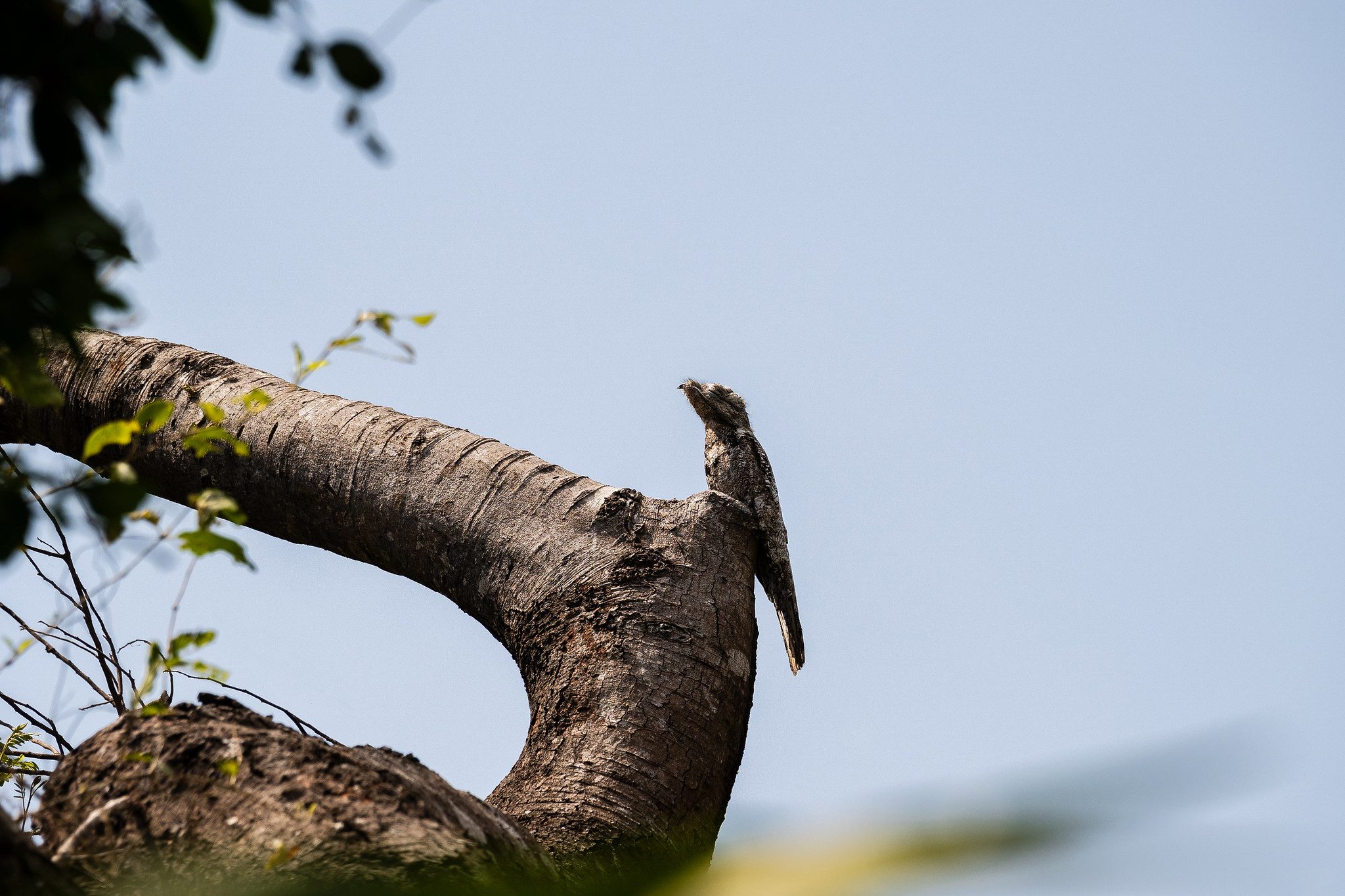 Embratur abre inscrições para coexpositores na Global Birdfair 2026
