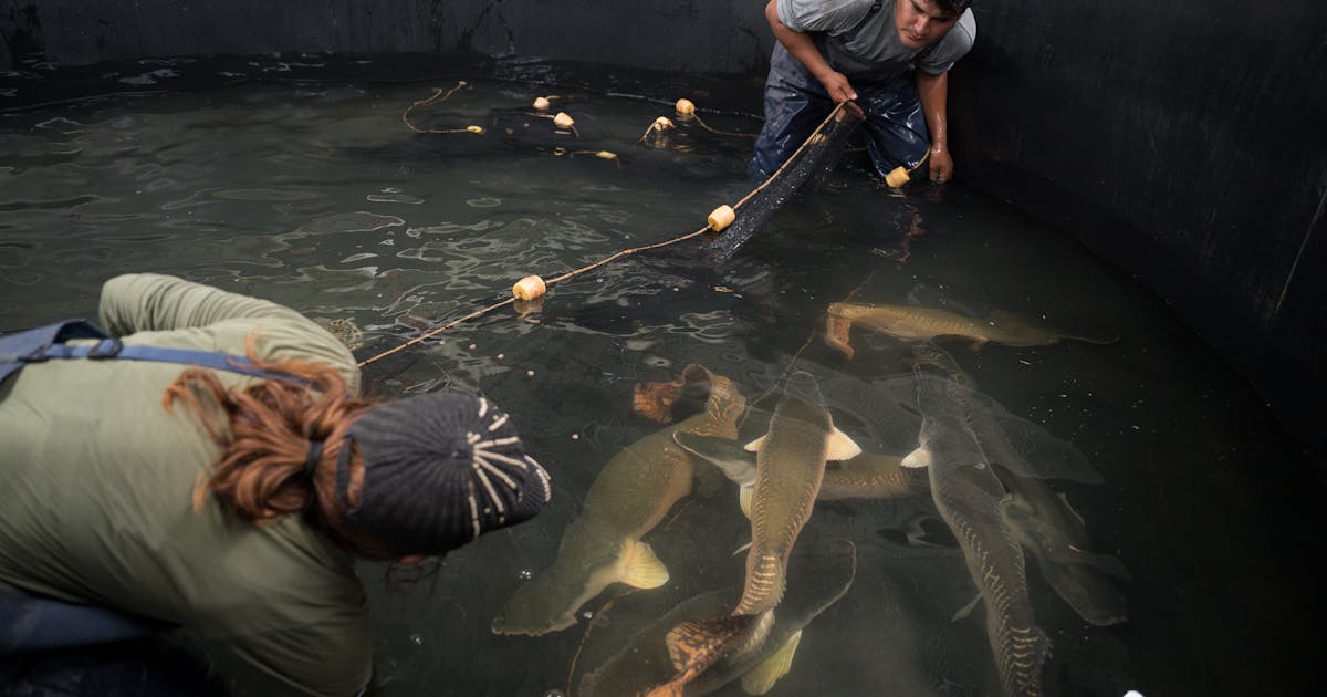 Como uma fazenda familiar na Amazônia pousou no melhor menu do mundo