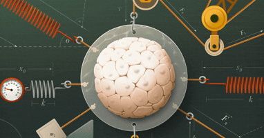 Como os genes aproveitaram a física para fazer crescer os seres vivos