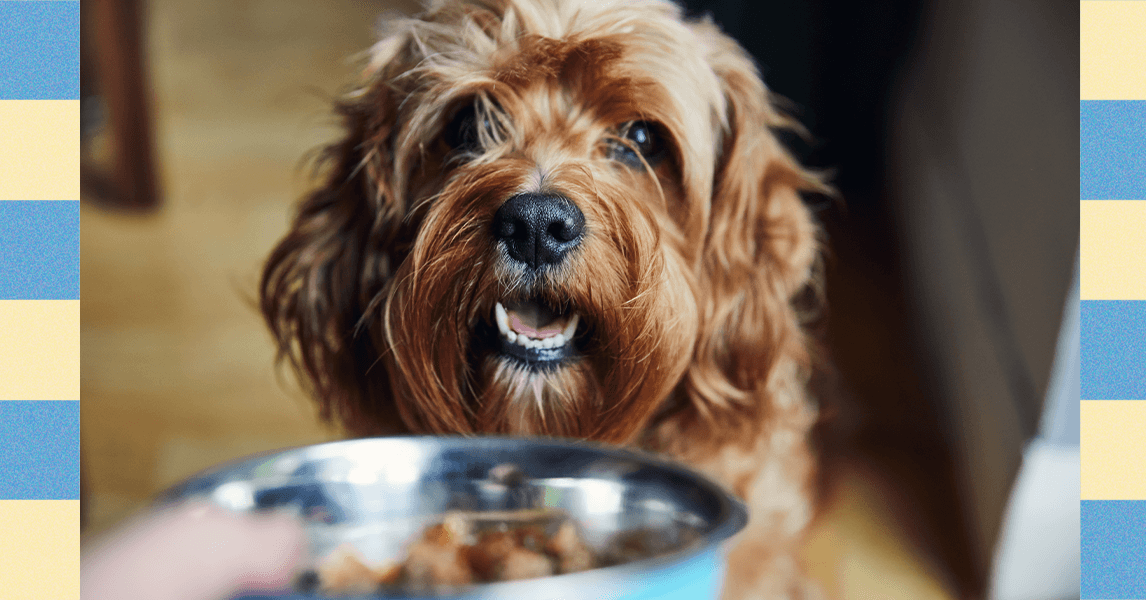 Como fazer seu gato ou cachorro perder peso – especialistas avaliam (2025)