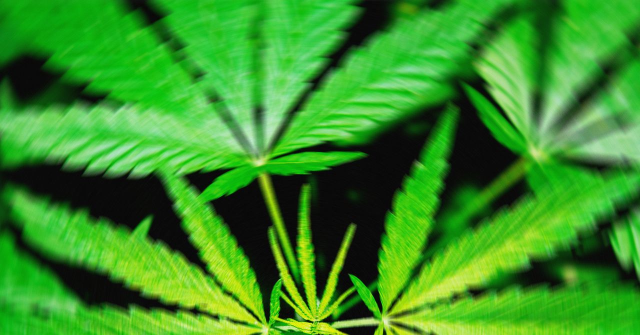 Uma proposta de proibição federal do THC ‘acabaria’ com os produtos de cânhamo que deixam as pessoas chapadas