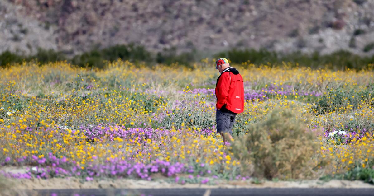 Com chuva e flores precoces, este refúgio no deserto de SoCal já está coberto de flores silvestres