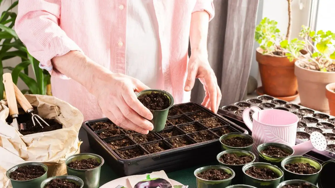 Como começar com sementes de tomate: 5 dicas de cultivo especializadas