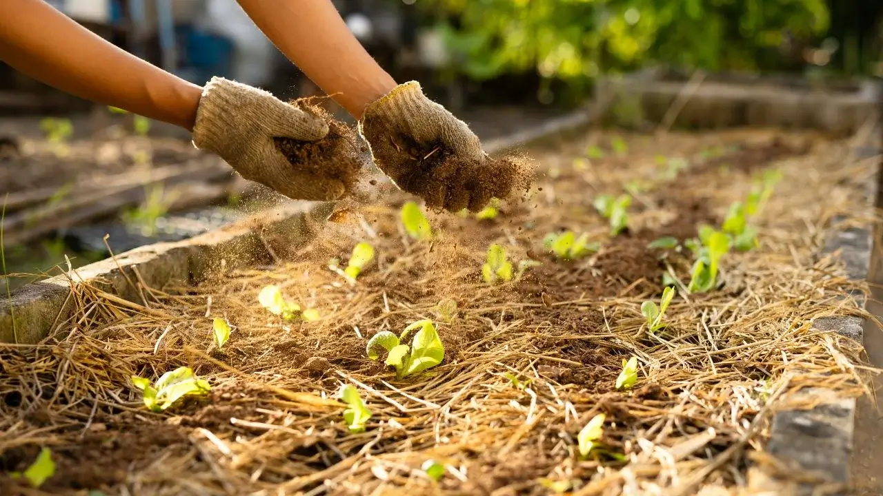 O que adicionar ao campo em março