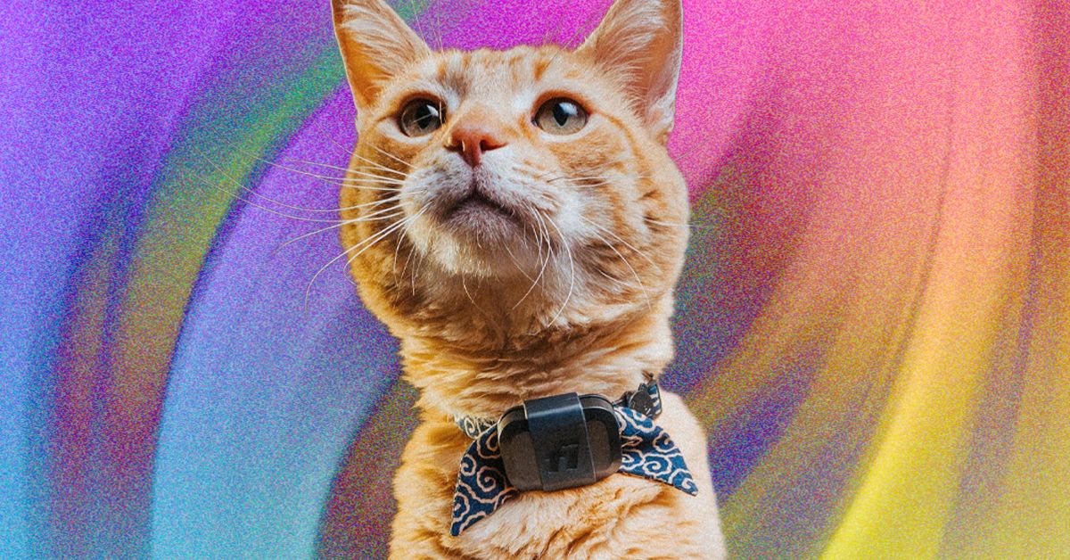 Revisão do Fi Mini for Cats: rastreie seus animais de estimação e monitore suas atividades