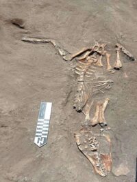 Enterros de javalis encontrados na necrópole greco-romana no Delta do Nilo – The History Blog