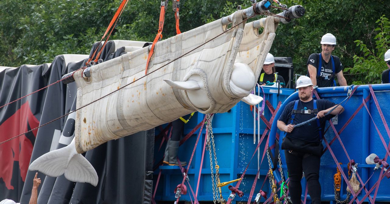 Por dentro da missão de resgate selvagem que levou 4 baleias beluga a Chicago