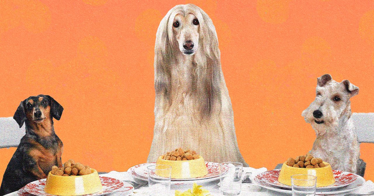 Fazemos lindas refeições caseiras para nós mesmos. Por que não fazer o mesmo com nossos cães?