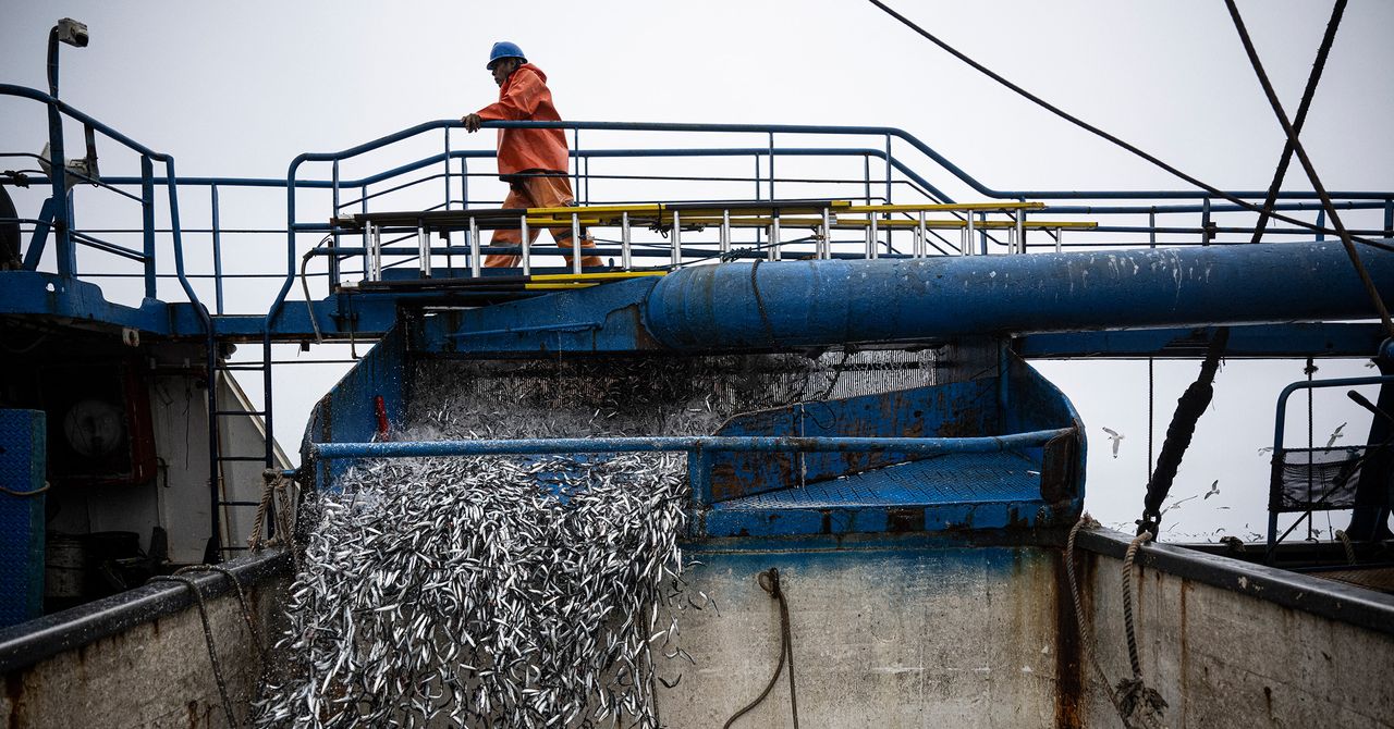 El Niño já está causando estragos nas pescas do Pacífico