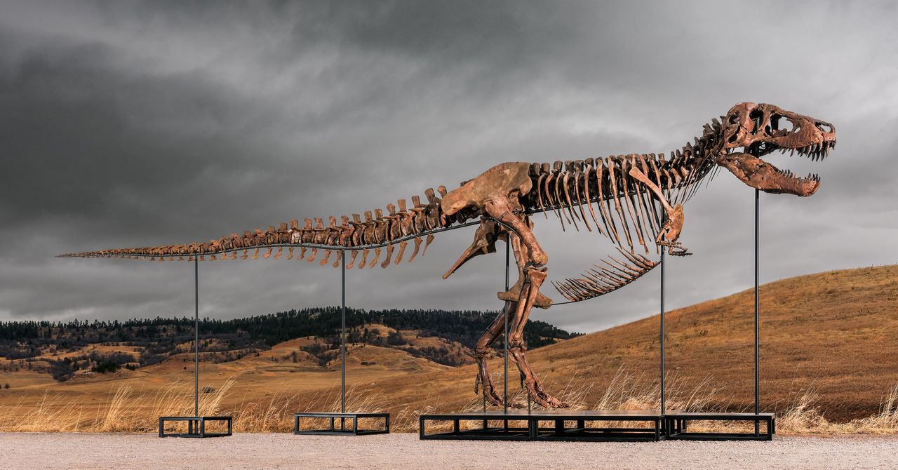 Leilão do Big T. Rex da Sotheby’s levanta preocupações O hype e a riqueza estão destruindo a ciência