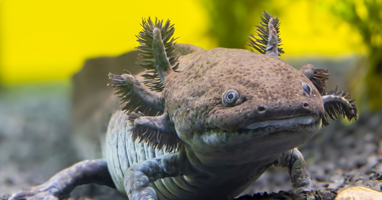 Cientistas identificaram uma nova espécie fóssil de Axolotl no México